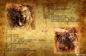 传奇虎王查吉尔 它的结局是怎样的