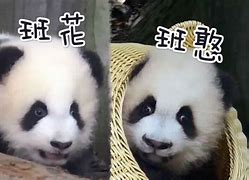 求一个好玩的传奇私服